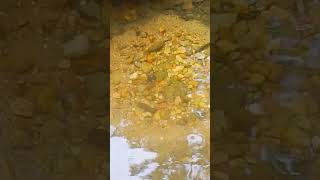 Longear Sunfish Nest in an Alabama Creek shorts freshwaterfish fishing [upl. by Stannfield715]