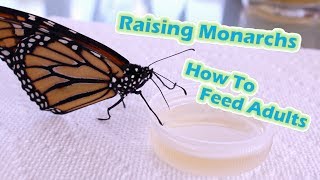 Raising Monarchs  How To Feed Adults Help The Monarch Butterfly [upl. by Oflunra849]