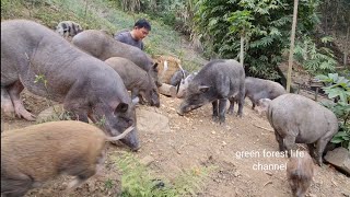 Grazing wild boars gardening cooking Green forest life ep258 [upl. by Hoisch]