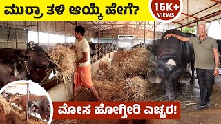 Murrah Buffalo Farming In Kannada  ಮುರ್ರಾ ಎಮ್ಮೆ ತಳಿ ಆಯ್ಕೆ ಹೇಗೆ ಮಾಡಬೇಕು ಗೊತ್ತಾಪ್ರತಿದಿನ 2500 ಲೀ ಹಾಲು [upl. by Niletak]