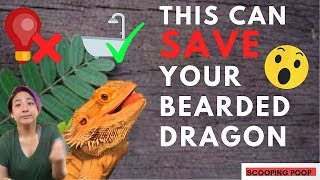 TOP TEN MOST COMMON BEARDED DRAGON MISTAKES  Save Your Dragon [upl. by Eninotna754]