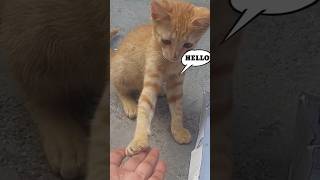 Billi ke bacche ki funny moments minivlog shortsfeed youtubeshorts dailvlog alfishakevlogs [upl. by Mazur]