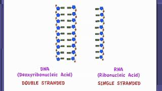 351 Compare the structure of DNA and RNA [upl. by Mayeda356]