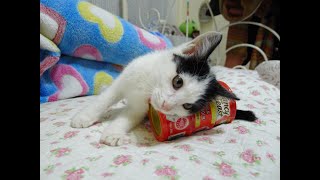 RIP 24 Cerebellar Palsy Cat named Mirae 뇌성마비 고양이 미래 [upl. by Kcirednek93]