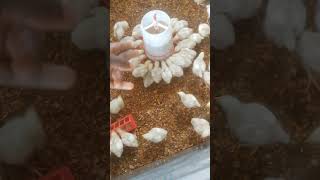 Switching between feeders sidehustleideas poultrytips agribusiness nigeriayoutubers [upl. by Hgielrac]