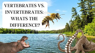 Vertebrates vs Invertebrates What’s the difference [upl. by Nuzzi]