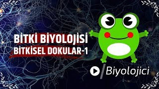 Bitkisel Dokular1 tyt ayt yks [upl. by Lenrad402]