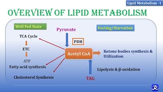 1 Overview of lipid metabolism  Lipid Metabolism1  Biochemistry  NJOY Biochemistry [upl. by Annairb]