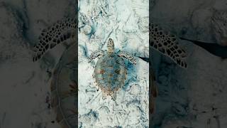 These Sea Turtles Have the Most Incredible Shells [upl. by Nivlek609]