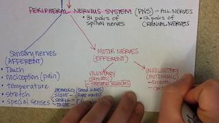 Nervous System Overview [upl. by Ameehs]