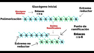 Glucogenogénesis y Glucogenólisis en 30 segundos [upl. by Kristopher]