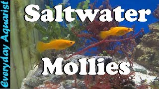 Adding Mollies to Saltwater Reef Aquarium [upl. by Ahsertal]