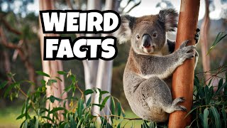 Koalas The Most Interesting and Weird Facts [upl. by Tarsuss]