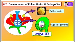 SPM BIOLOGY FORM 5 CHAPTER 6 62 Formation of Pollen Grain amp Embryo Sac [upl. by Albers]