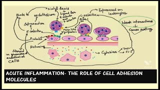 ROLE OF CELL ADHESION MOLECULES IN INFLAMMATION [upl. by Goeselt]