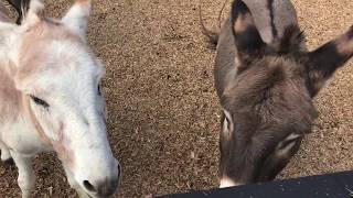 A day at Redwings Horse Sanctuary  Ada Cole [upl. by Ecinue200]