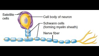 Anatomia do Sistema Nervoso  Células da Glia no SNP [upl. by Cordy]