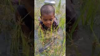 Amazing Boy Catching Fish By Hand [upl. by Thomasin804]