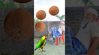 Rounding coconuts to Duck Peacock Pigeon amp Parrot  Birds names magic video [upl. by Agata116]