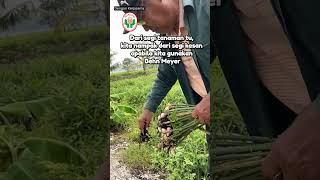 👣 JEJAK TANI BEHN MEYER 👣Episode 5 Ginger amp Turmeric Farmer Kuala Langat [upl. by Einahpets]