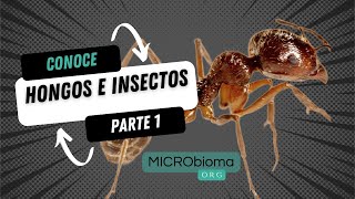 Insectos y hongos ¿Dónde se encuentran ¿Quiénes son los entomopatógenos [upl. by Egap]