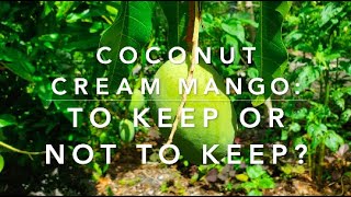 Coconut Cream Mango 2021 To Keep or Not To Keep [upl. by Gytle]