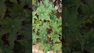 begonia plantlover gardenplants gardening [upl. by Annovad]