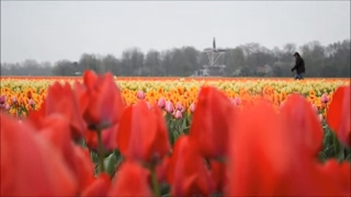 Holland  The Land of Windmills Tulips and Canals [upl. by Imhsar]