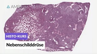 Histologie der Nebenschilddrüse  Mikroskopische Anatomie  AMBOSS Video [upl. by Chucho]