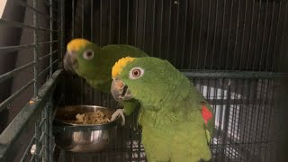 Parrots Eating  Amazon Parrot [upl. by Refiffej]