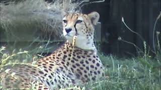 Sudan Cheetahs at Chester Zoo [upl. by Marks]