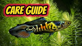 Endlers Livebearer Care Guide Best beginner fish [upl. by Kant164]