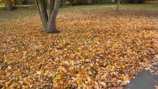 Laub Blätter rascheln Herbst laufen Geräusche Klänge HD Soundeffekte Film Video Musik [upl. by Ennahoj]