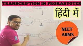 Transcription in prokaryotes in hindi [upl. by Reltuc]