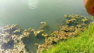 Bass Fishing South Texas Irrigation Canals [upl. by Arahk365]