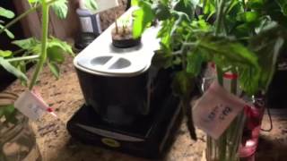 Seed Starting in the Aerogarden amp How to Root Cuttings [upl. by Ashti898]