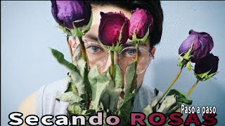 Aprende A ENRAIZAR ROSAS COMO PLANTAR ROSAS SIN RAÍZ [upl. by Airdnek123]