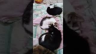 La sieste chez les chats [upl. by Lasiaf]