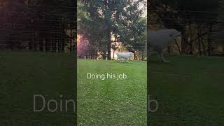 rurallife maremmasheepdog sheepdog maremma barking guardian sunset [upl. by Norrabal]