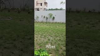 Before amp After🪴  Dr Abhijit Patil  Shiva Home amp Garden Care [upl. by Aelram]