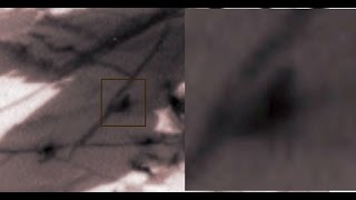 WATCH Tiny Humanoid or insect spotted walking on surface of Mars [upl. by Kirkwood]