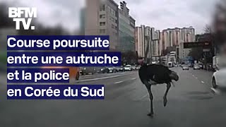 Corée du Sud une autruche échappée dun zoo cavale au milieu des voitures avant dêtre attrapée [upl. by Asiak454]