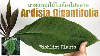 Ardisia Gigantifolia Wishlist Plants สายสะสมไม้ใบต้องเก็บ [upl. by Tnahs287]