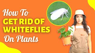 How To Get Rid Of Whiteflies On Plants Easy And Effective Remedies [upl. by Annirtak]