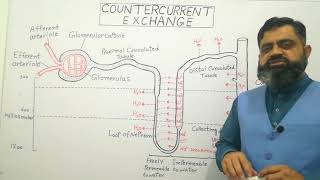 Countercurrent Exchange English medium profmasoodfuzail Countercurrent multiplier [upl. by Yecac]