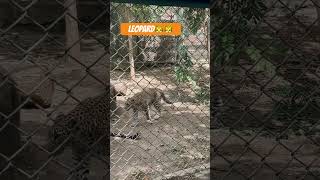 Leopard walking tiger liolilions zoo animals tigershroff tigertime leopardconservation [upl. by Ainelec]