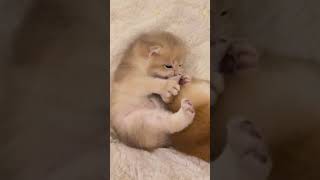 cataholic catlovers cat cats catlovercatvideos catshorts shortsshortvideo short subscribe [upl. by Airyk]