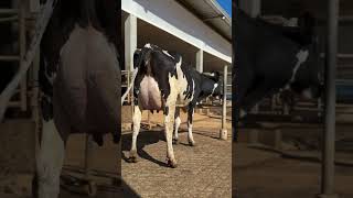 Milk queen heifer my dream heifer usa🇺🇸 Brazil🇧🇷 dairyfarm farming farm animals farmanimals [upl. by Minica]