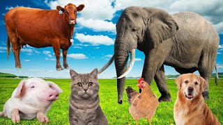 Farm animal sounds cows chickens ducks dogs cats Animal moments [upl. by Gelman]