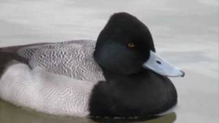 Lesser Scaup Aythya affinis Fuligule à tête noire [upl. by Aleksandr]